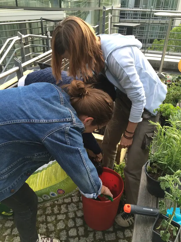 Gardening in the office? Why not!